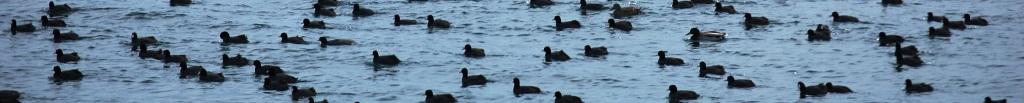 ducks in a row